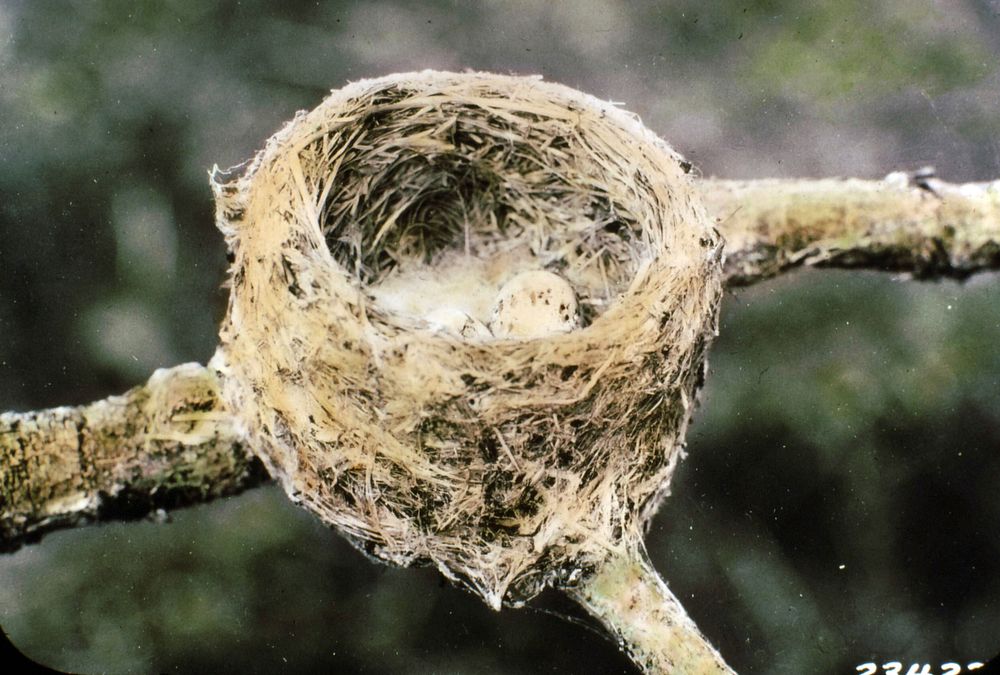 Western Wood Pewee Nest & Eggs, Fremont NF. Original public domain image from Flickr