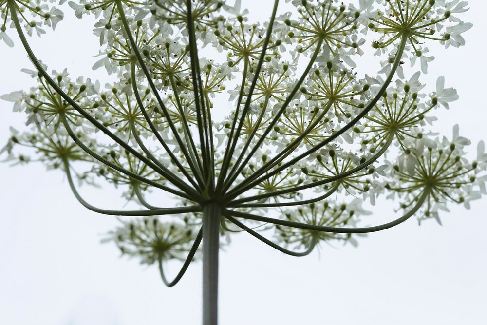 Umbelliform. Original public domain image from Flickr