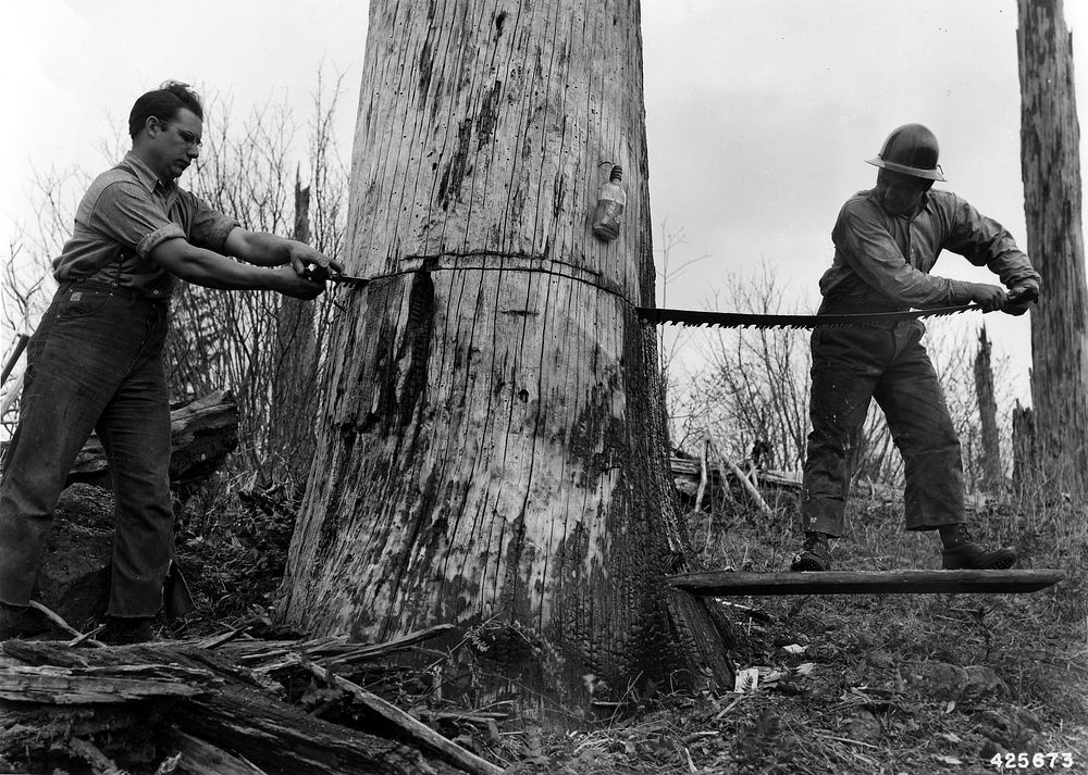 Snag Cutting near Larch Mtn, Mt Hood NF, OR 1943. Original public domain image from Flickr