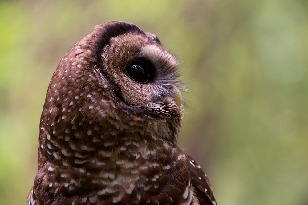 Side-viewed owl in forest. Original public domain image from Flickr
