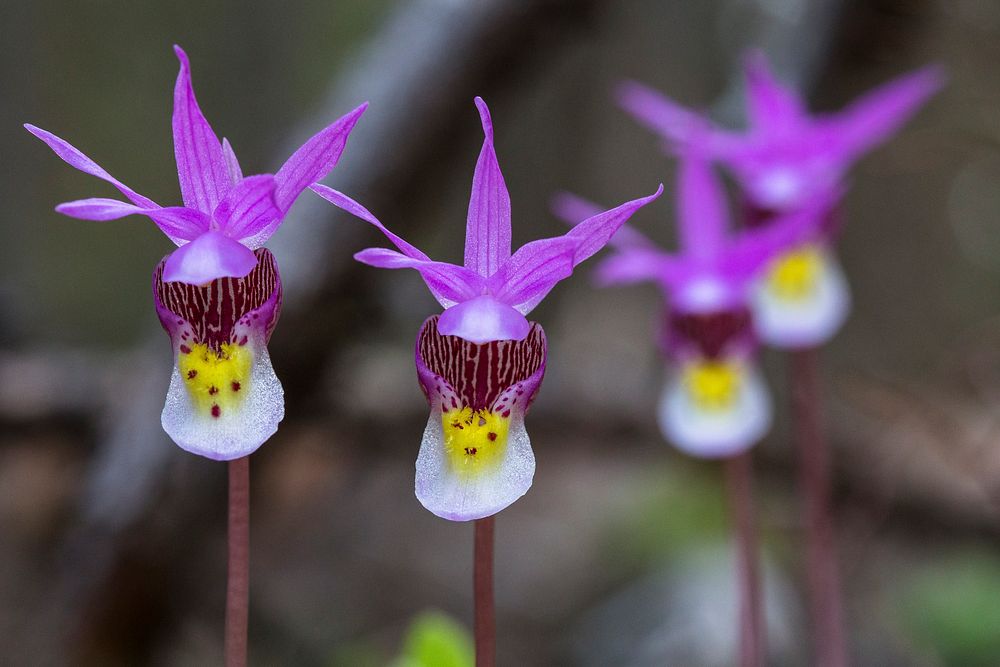 Fairy Slippers - Calypso bulbosa. Original public domain image from Flickr