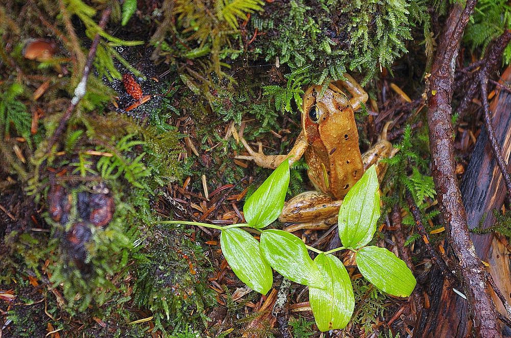 Cascades Frog-OlympicOlympic National Forest. Original public domain image from Flickr