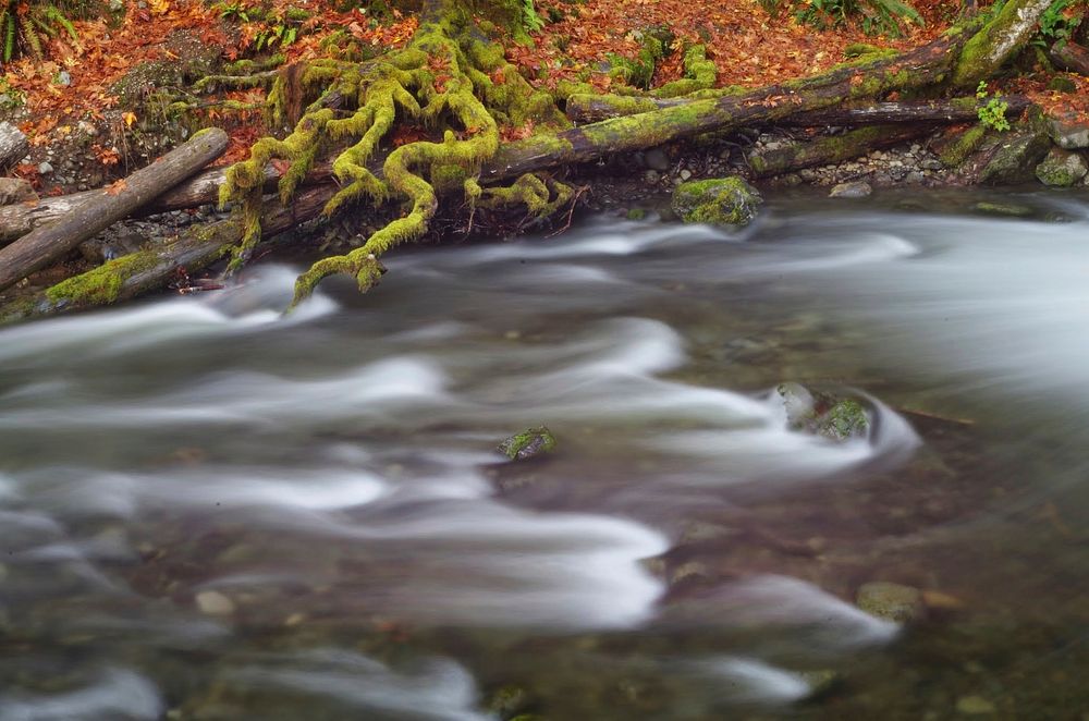 Fall Color along Mountain Stream, Olympic National Forest. Original public domain image from Flickr