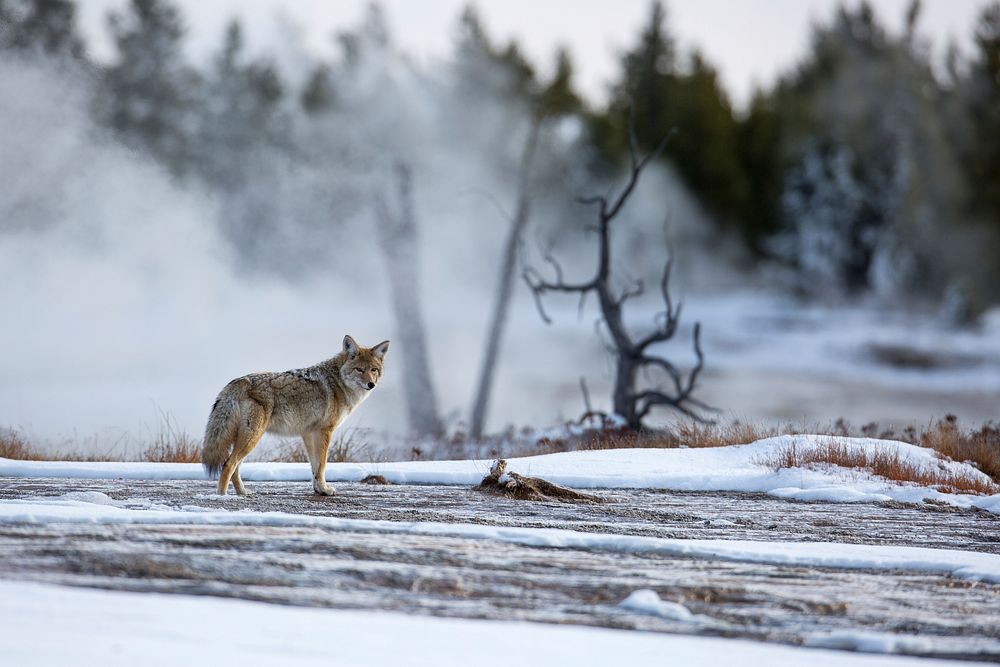 Coyote standing near Biscuit Basin, Yellowstone National Park. Original public domain image from Flickr
