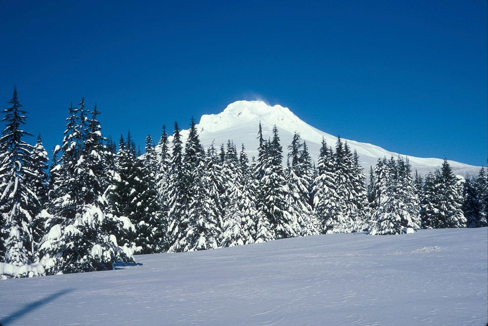 Winter Forest and Mt Hood, Mt Hood National Forest. Original public domain image from Flickr