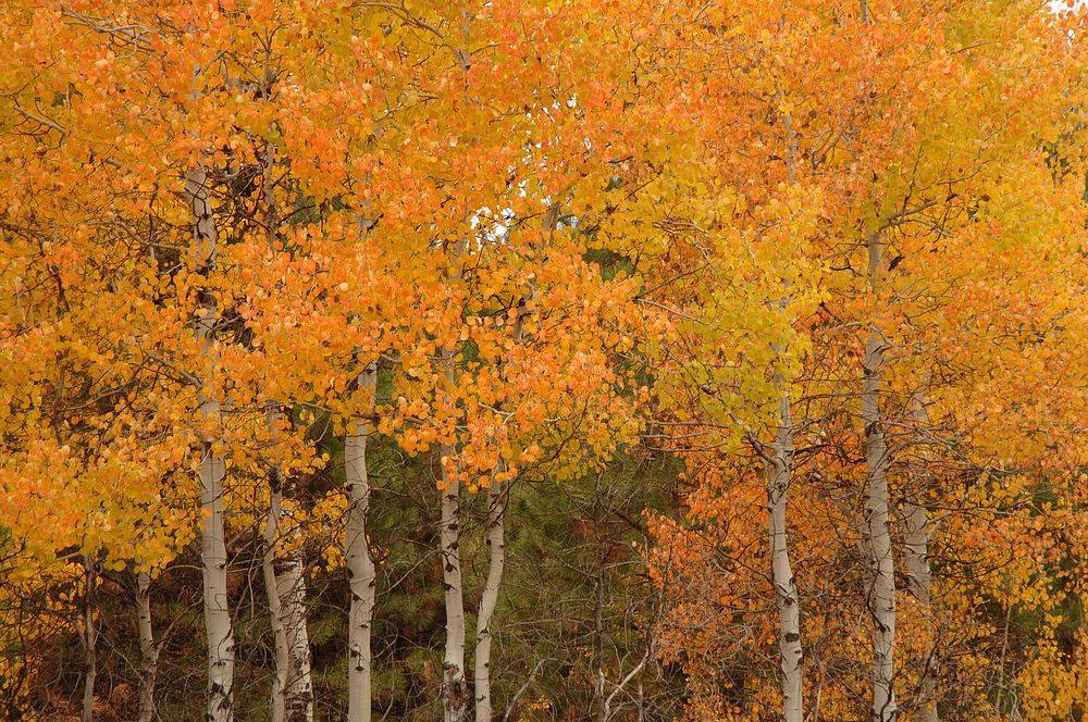 at Rocky PointFremont-Winema National Forest. Original public domain image from Flickr