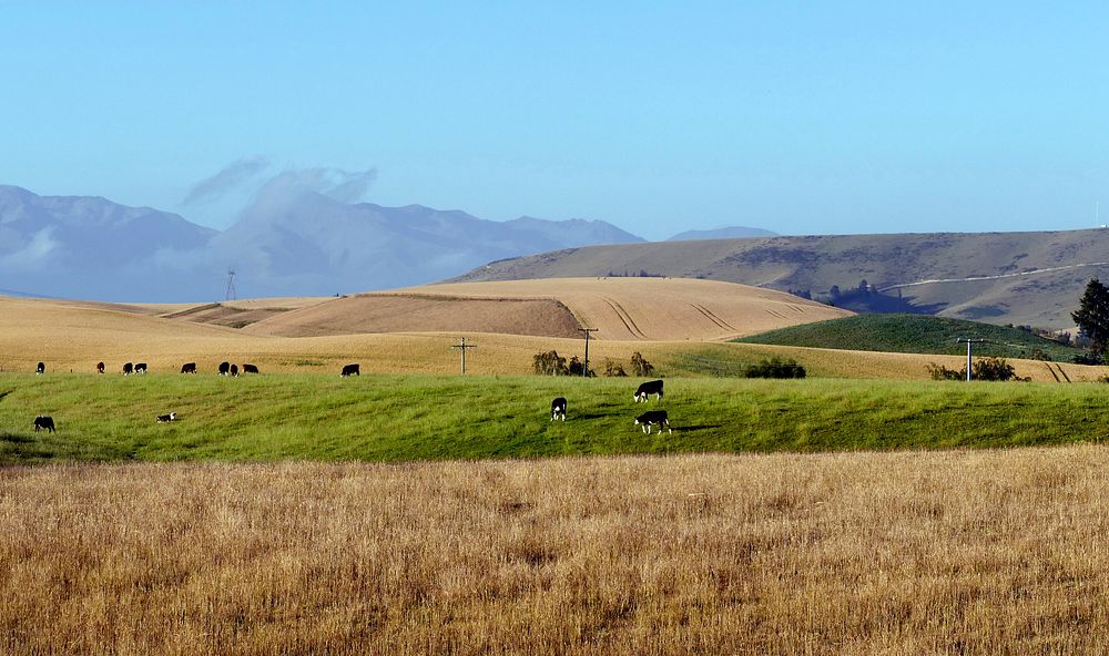 Rural in Fairlie, New Zealand. Original public domain image from Flickr
