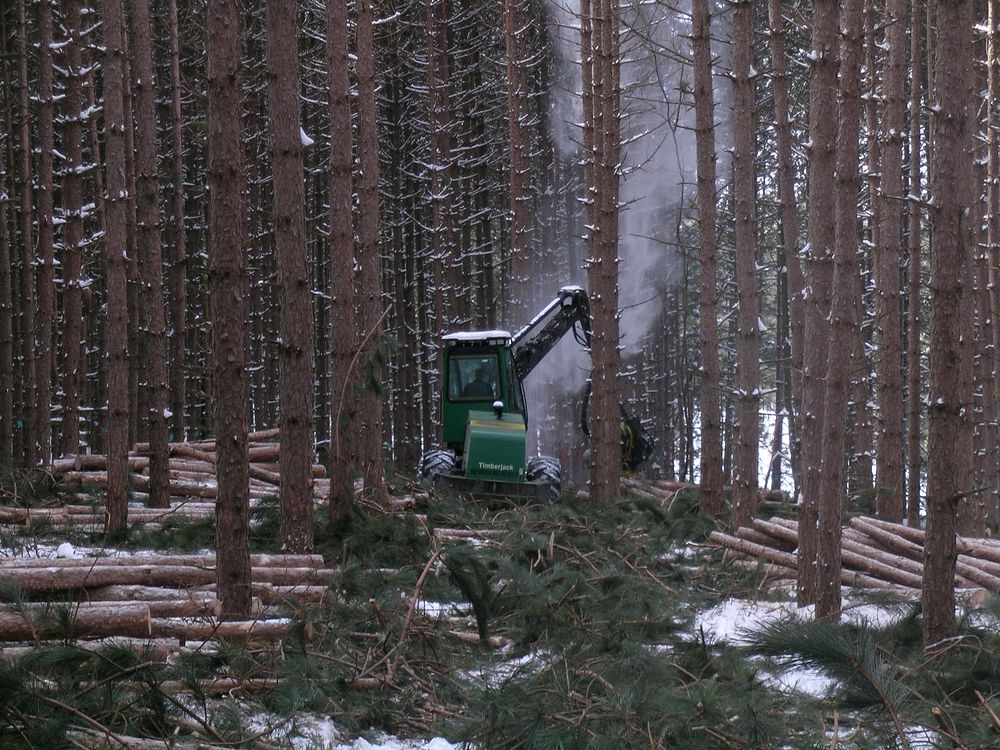 Red Pine Thinning. Original public domain image from Flickr