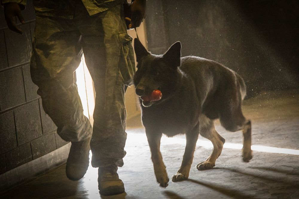 U.S. Air Force Staff Sgt. Kenneth Parham, an 87th Security Forces Squadron military working dog handler, and his K-9…