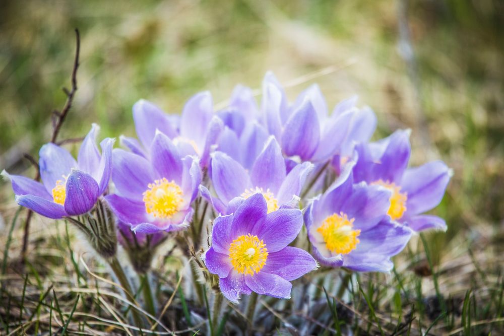 Purple wildflower. Original public domain image from Flickr