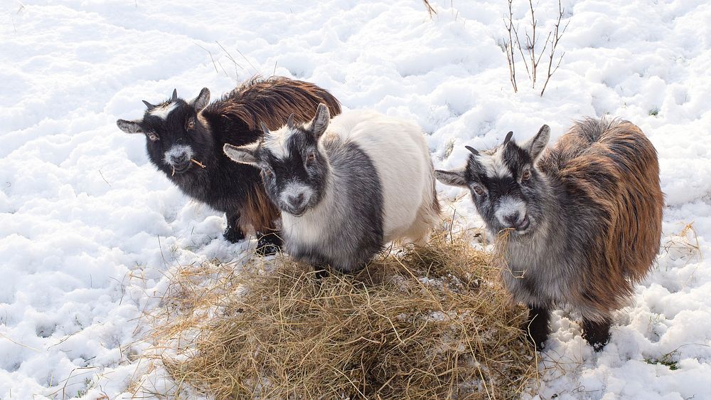 Little goats in the snow. Original public domain image from Flickr