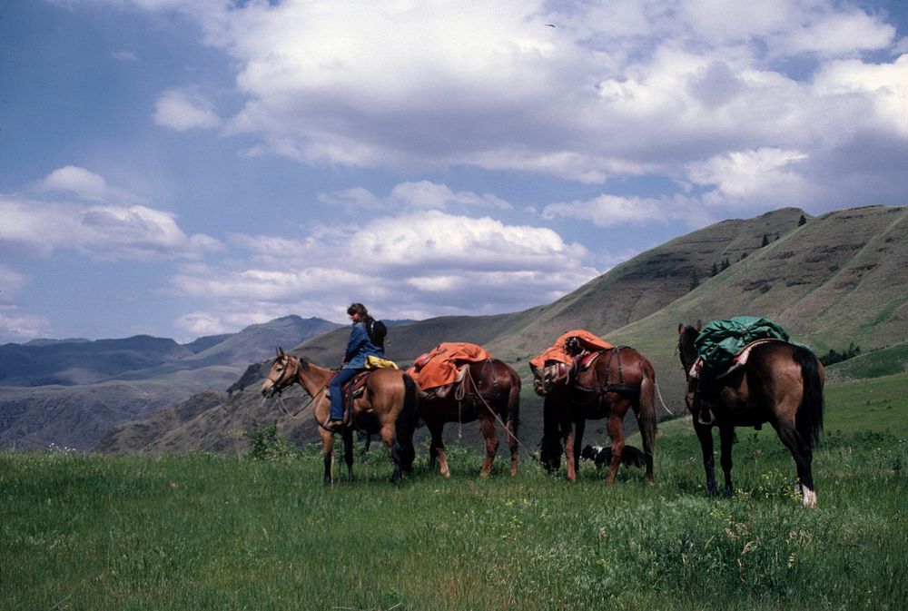 Woman Leading Pack String in Hells Canyon Wilderness, Wallowa Whitman National ForestWoman leading Horse Packing String in…