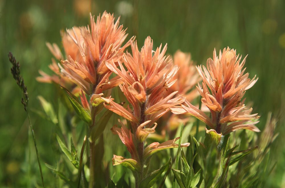 Indian Paint Brush-Columbia River Gorge. Original public domain image from Flickr