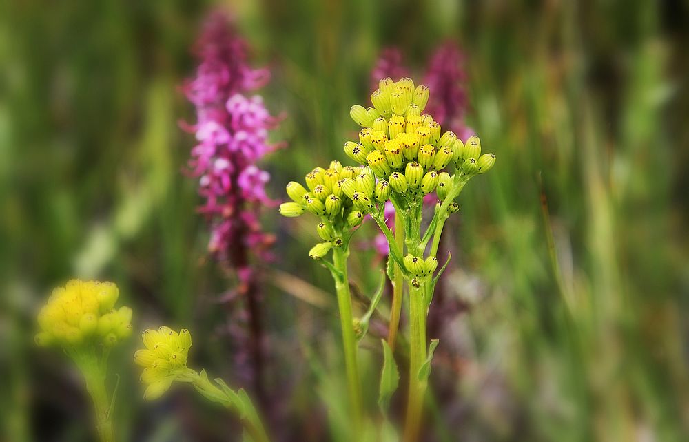 Wildflowers in Soft Focus-Unknown. Original public domain image from Flickr