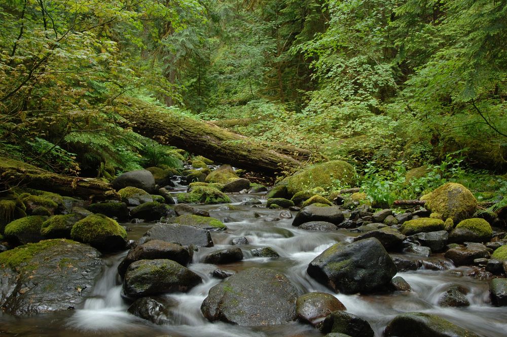 Mack Creek in the HJ Andrews Experimental Forest, Willamette National Forest. Original public domain image from Flickr