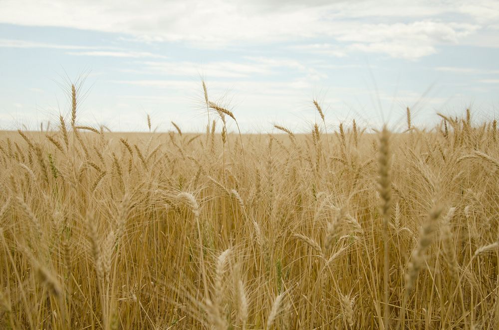 Winter wheat field background. Original public domain image from Flickr