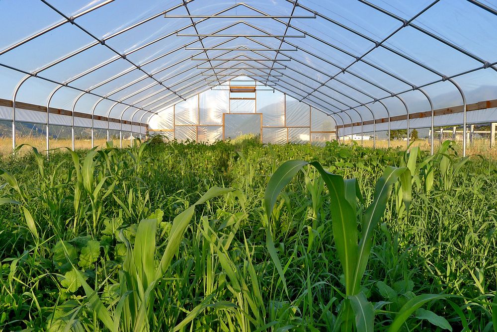 Eight-species cover crop cocktail mix grows in a high tunnel. July 2012. Lake County. Original public domain image from…