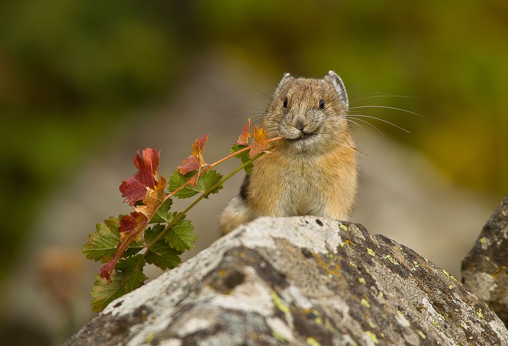 American Pika eating leaves in nature. Original public domain image from Flickr