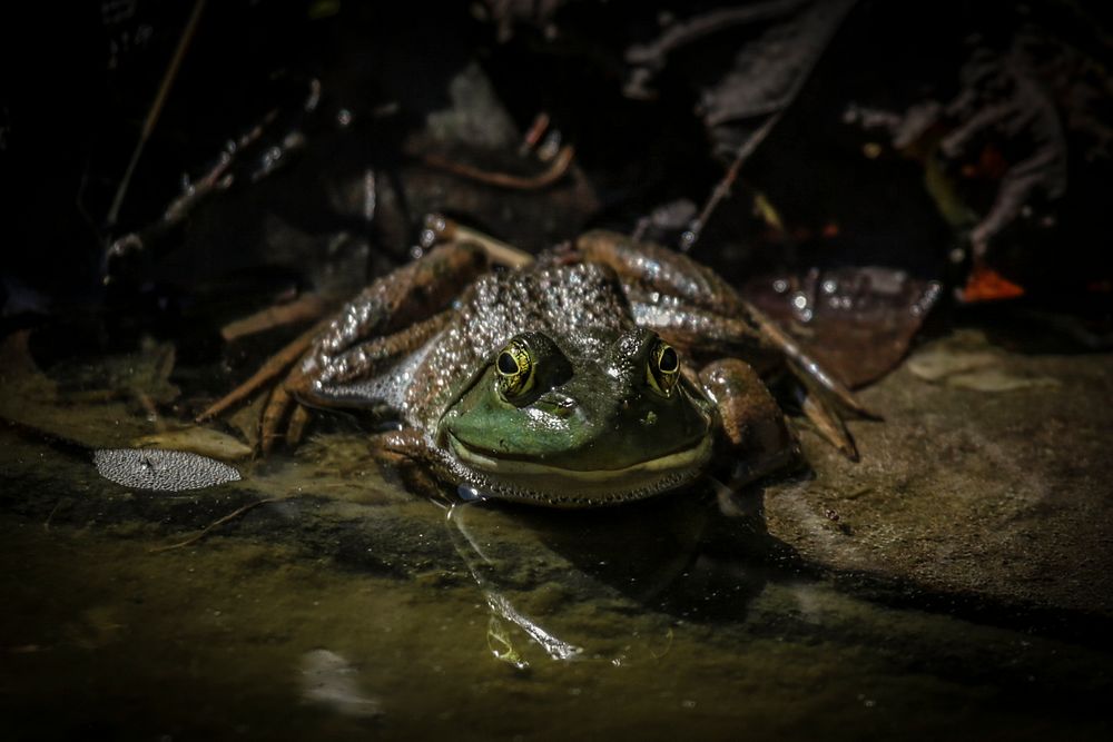 American bullfrog. Original public domain image from Flickr