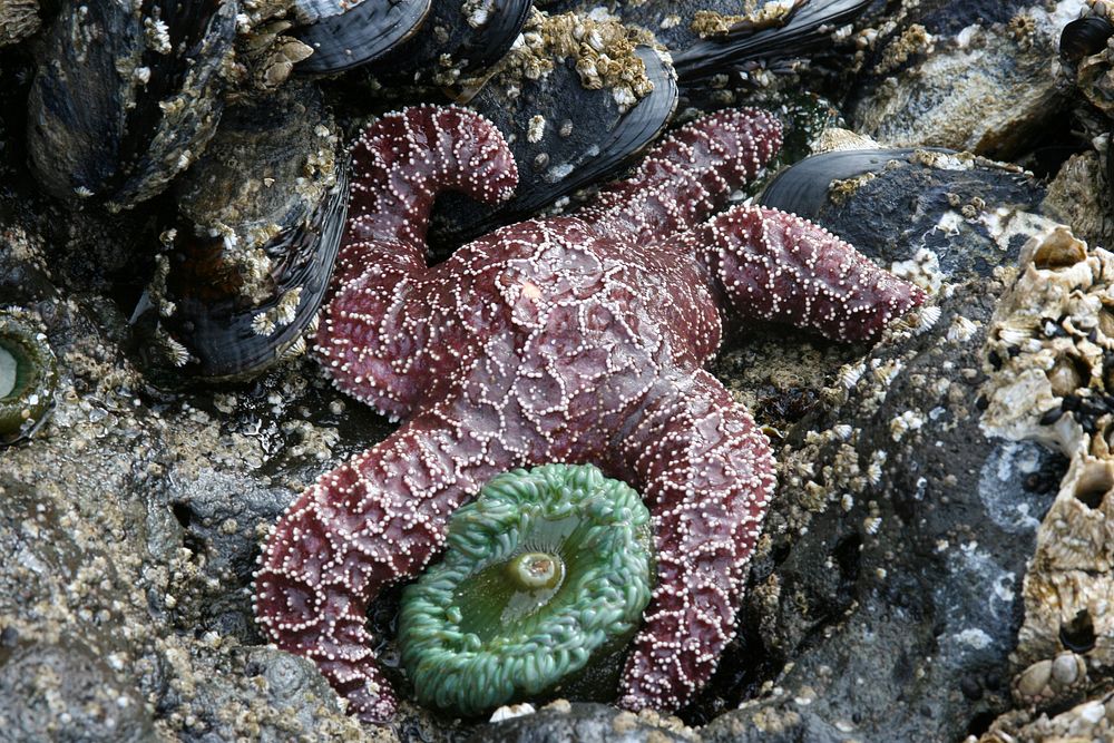 Sea Star and Barnacles at Cape Perpetua, Siuslaw National ForestSiuslaw National Forest. Original public domain image from…