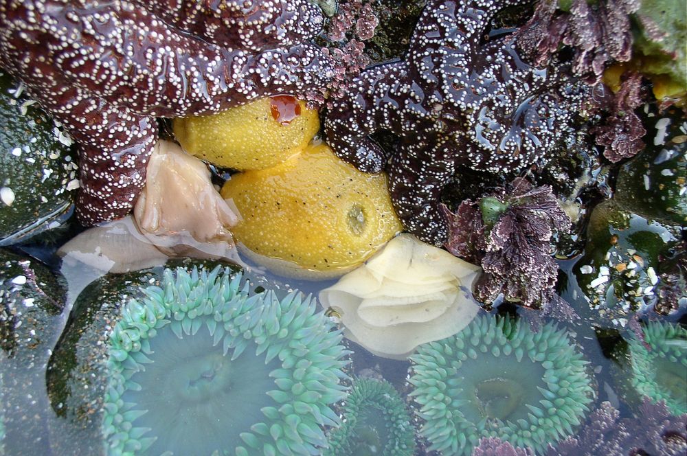 Sea Lemons and Anemones at Cape Perpetua, Siuslaw National ForestSiuslaw National Forest. Original public domain image from…
