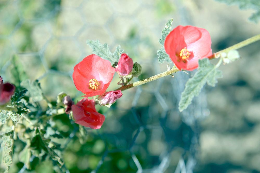 Apricot mallow flower background. Original public domain image from Flickr