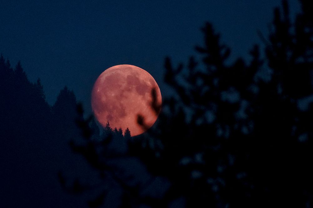 Reddish moonrise over a forest at night. Original public domain image from Flickr