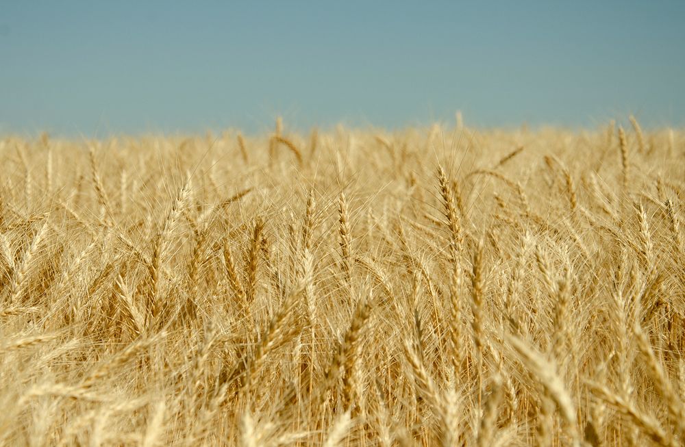 Winter wheat. Beach, ND; July 18, 2012. Original public domain image from Flickr