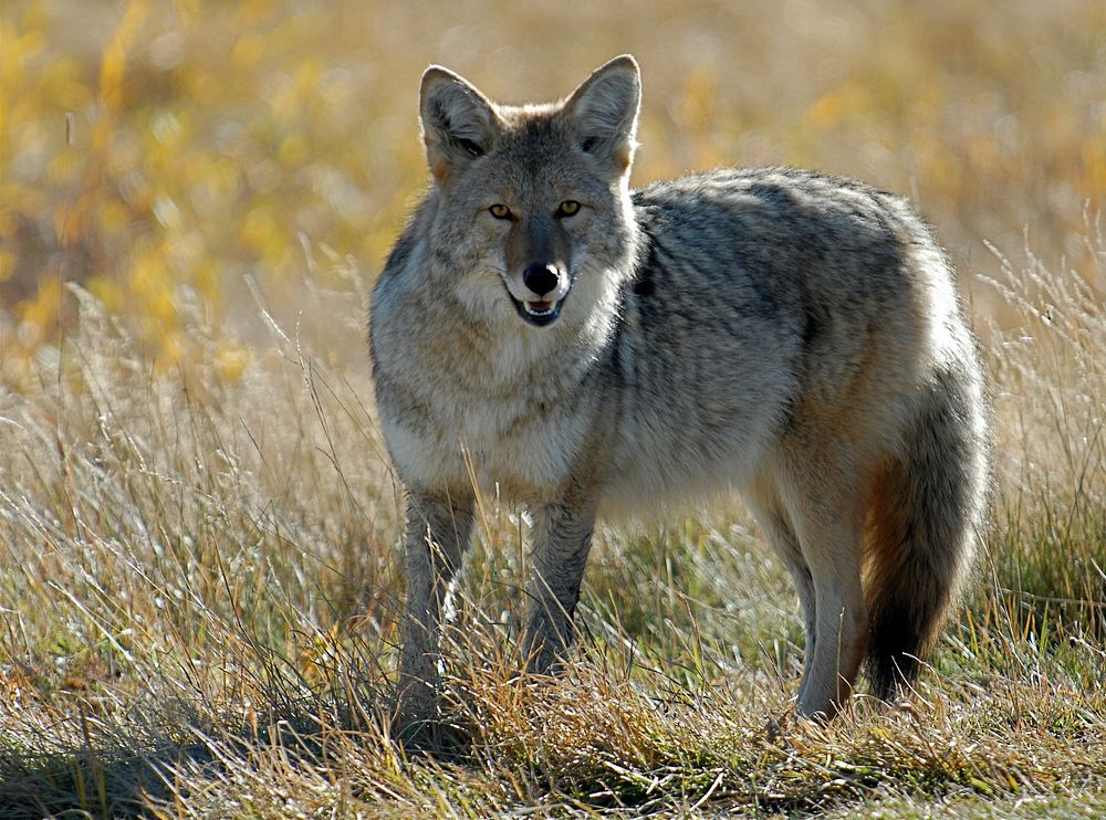 Coyote south of Ennis, MT, October 2007. Public domain. Original public domain image from Flickr