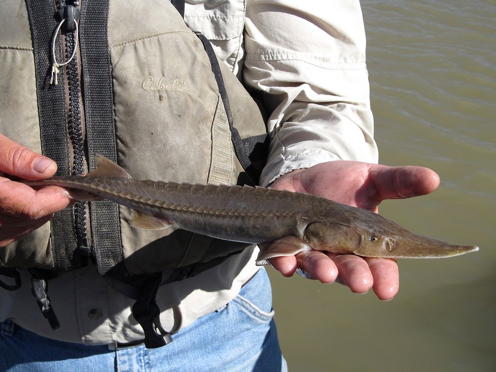 Pallid sturgeon; a native Montana fish; caught as a part of dmenostration of fish sampling techniques on the Yellowstone…