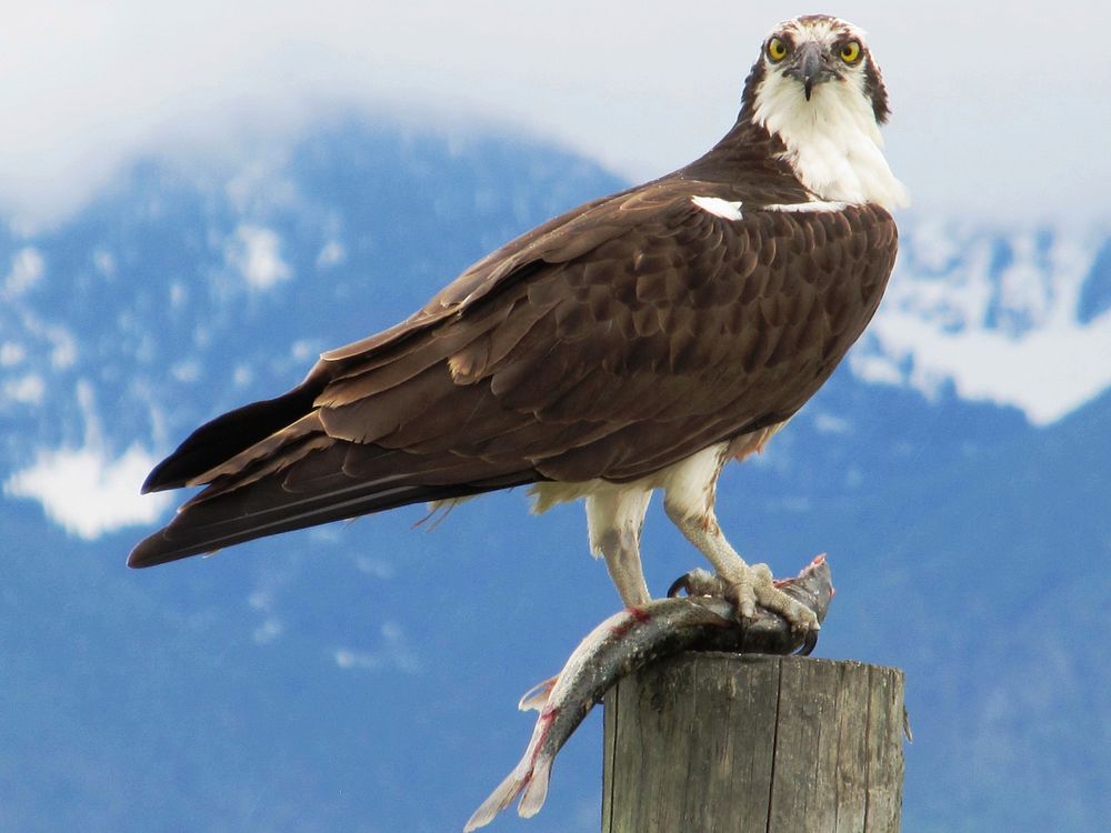 Osprey eating a fish on a WRP easement in Lake County, MT. June 2012. Original public domain image from Flickr