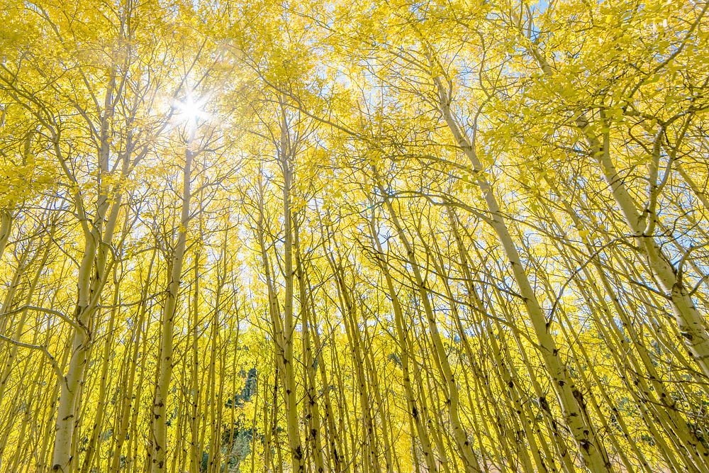 Many Glacier- Glowing Aspen. Original public domain image from Flickr