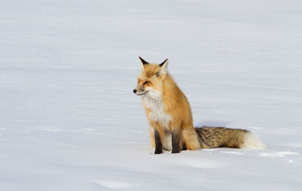 Red fox sitting on snow. Original public domain image from Flickr