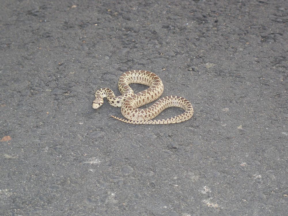 Gopher Snake-Unknown. Original public domain image from Flickr