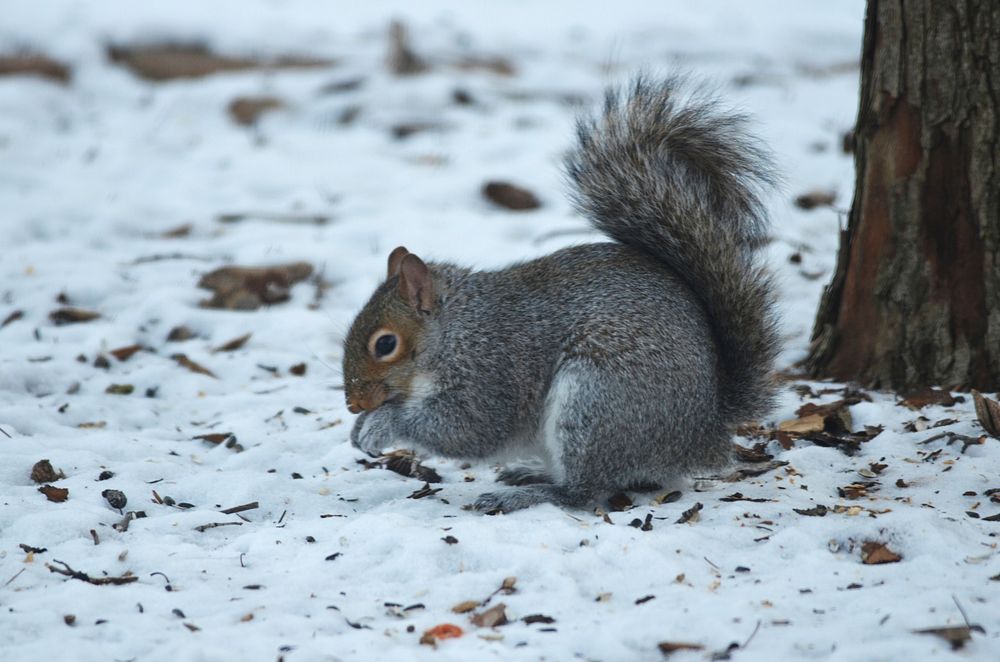 Gray Squirrel feeding in snow. Original public domain image from Flickr