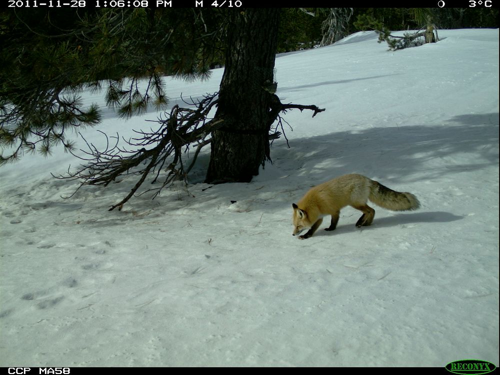 A Red Fox Wanders with Nose to the Ground-UnknownThanks to our friends at Cascades Carnivore Project for this photo.…
