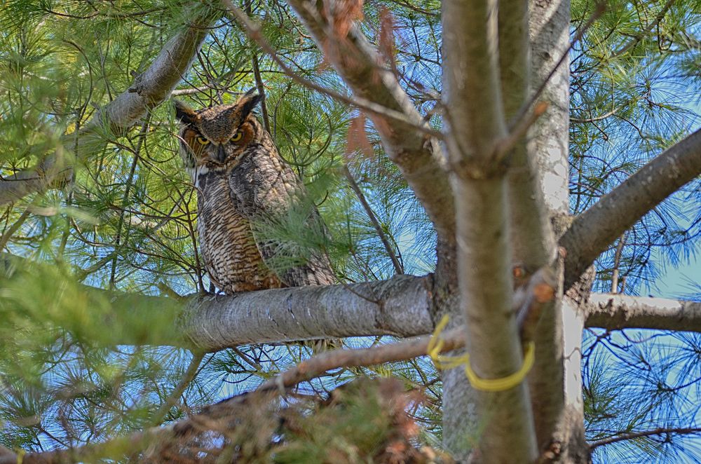 Great Horned Owl. A mother watches over her nearby nest in a Minneapolis park. Original public domain image from Flickr