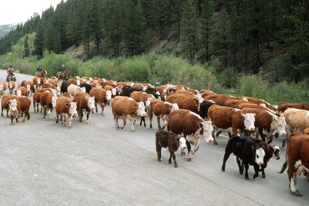 Cattle drive - moving cows down mountain road, June 1981. Original public domain image from Flickr