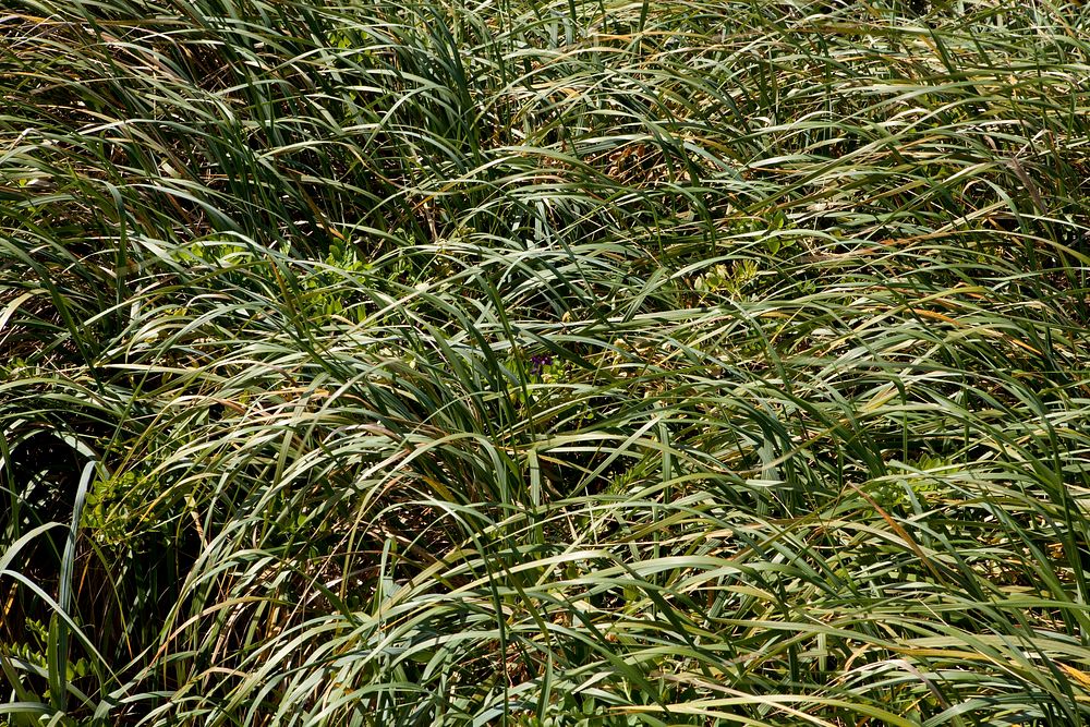 Bunchgrass and Flowers, Siuslaw National Forest. Original public domain image from Flickr