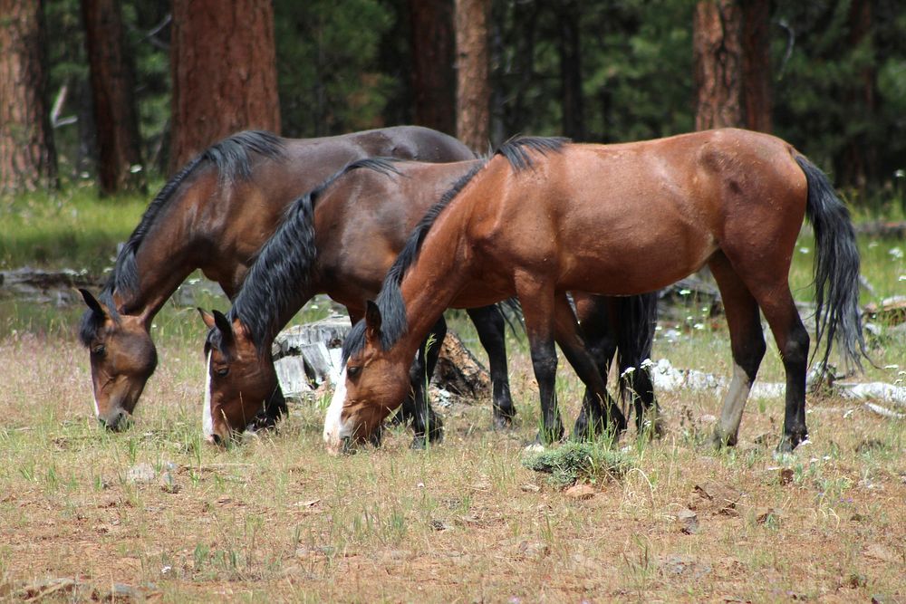 Trio of Wild Horses from the Lookout Mountain Herd on the Ochoco National Forest in Central Oregon. Original public domain…