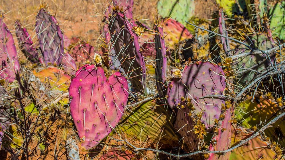 Cactus in Coconino National Forest, Ariz. Original public domain image from Flickr.