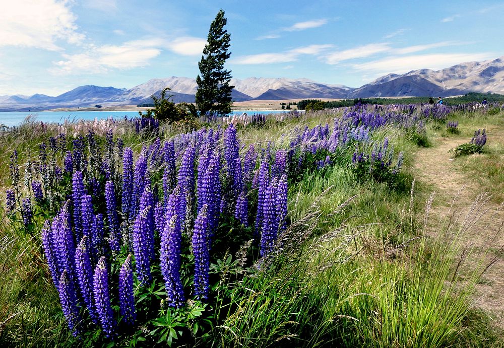 Russell Lupins in New Zealand