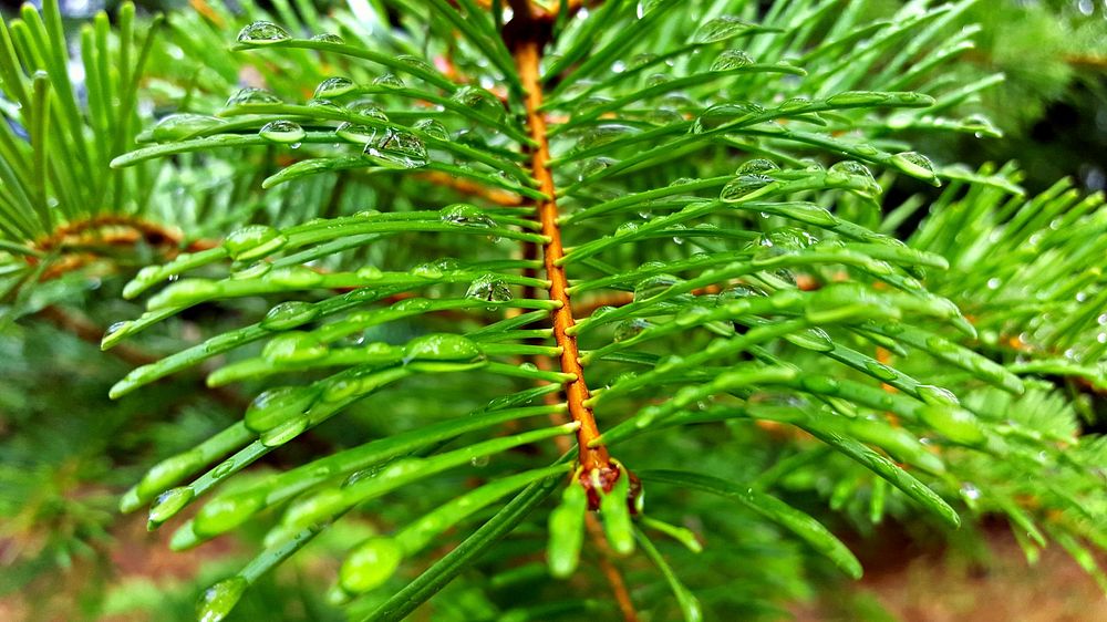 Douglas Fir with Dewdrops-OchocoDewdrops on Douglas Fir Branch in the Ochoco National Forest. Original public domain image…