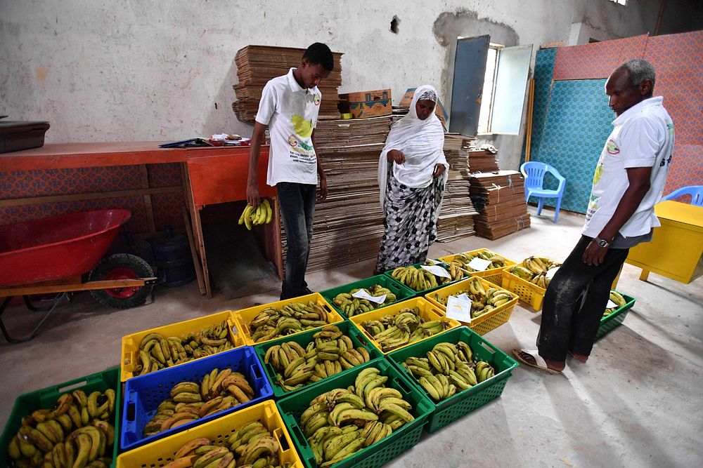 Hersio Abdulle Siad, founder of Somfresh Fruits and Vegetables, oversees the packaging of bananas before distribution to…