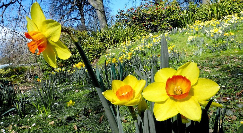 Narcissus daffodil. Narcissus is a genus of predominantly spring perennial plants in the Amaryllidaceae (amaryllis) family.…