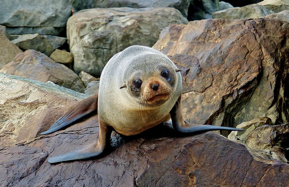 Fur seal on the rock.  Original public domain image from Flickr