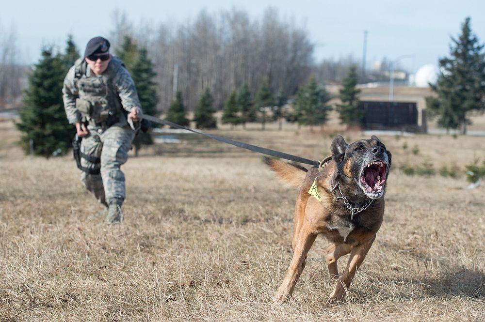 Air Force Staff Sgt. Melissa Udulutch and military working dog, Chase, assigned to the 673d Security Forces Squadron…