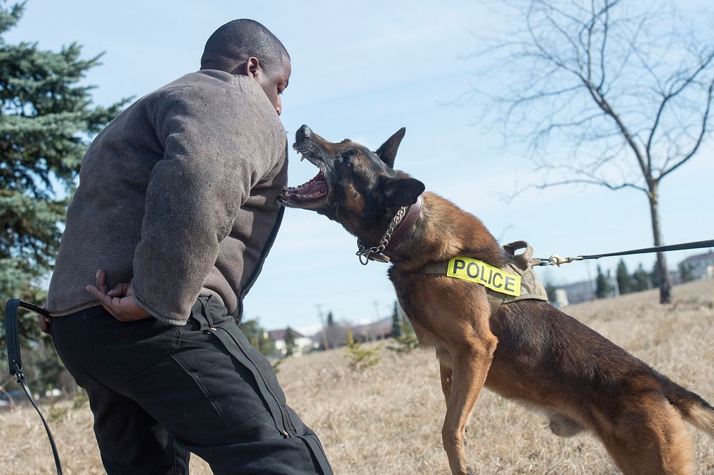 Air Force military working dog, Chase, bites Staff Sgt. Rodreques Boyd, assigned to the 673d Security Forces Squadron…