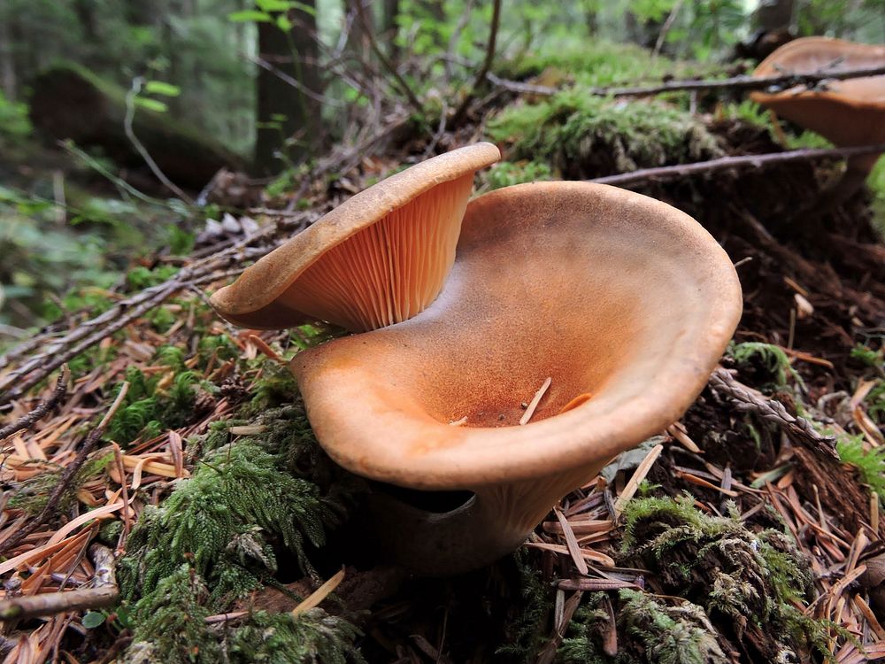 Mushroom. Original public domain image from Flickr