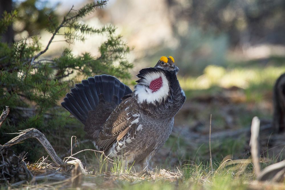 Male dusky grouse in display, Beaver Ponds Trail. Original public domain image from Flickr
